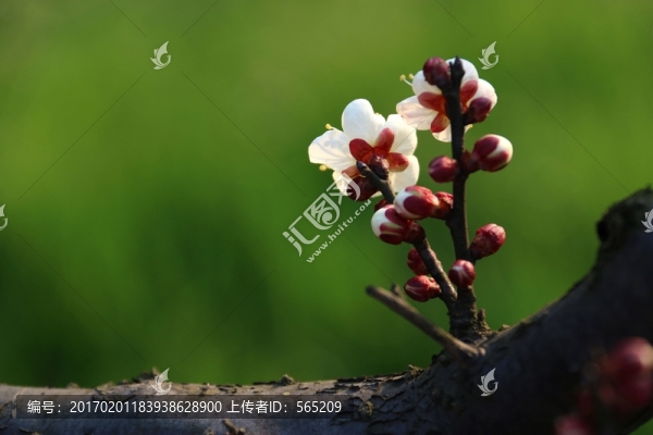 梅花