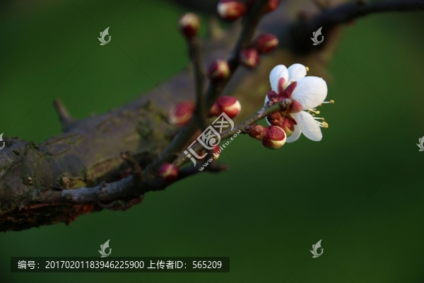 梅花