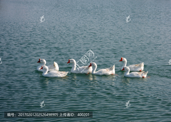 白鵝水中游