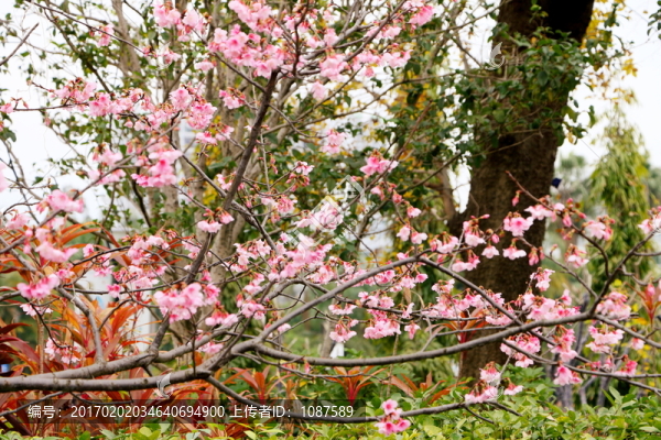 福建山櫻花
