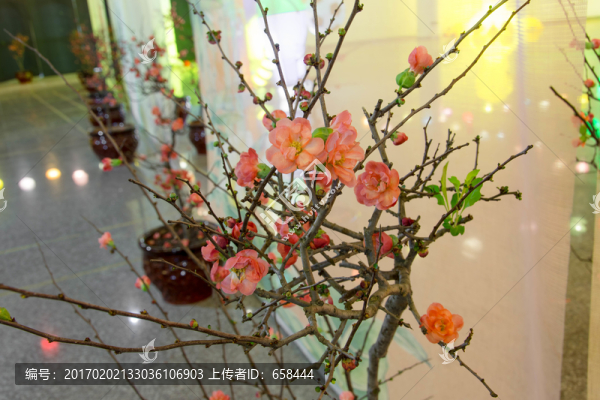 櫻花