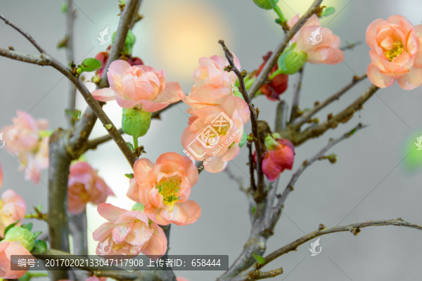 櫻花