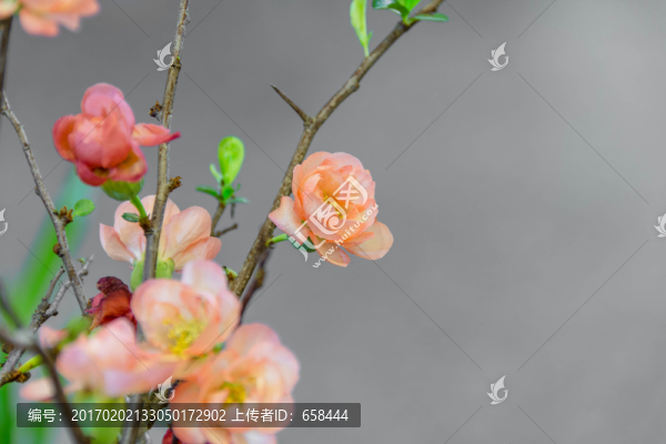 櫻花