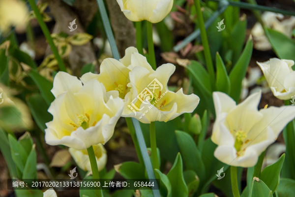 郁金香