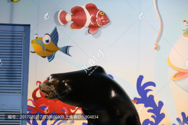 海獅