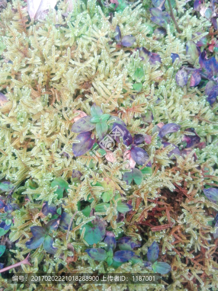 苔蘚花