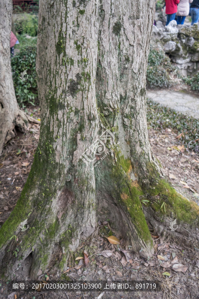 陽光樹林,參天大樹,原始森林