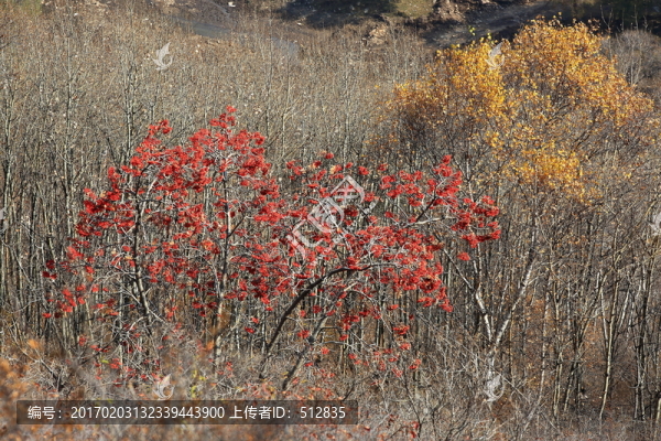 紅山果