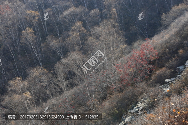 白樺林
