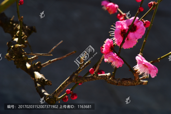 梅花