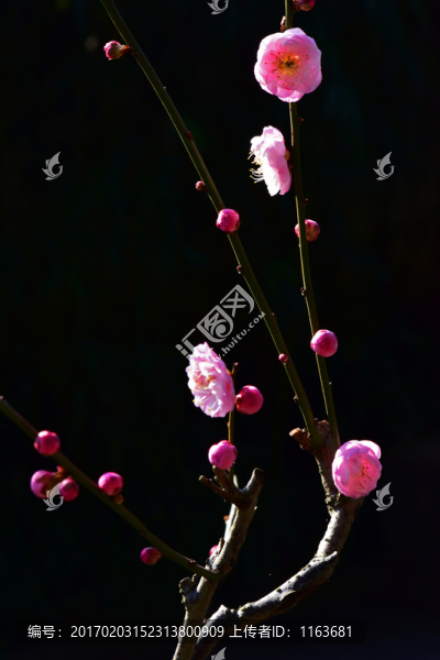 梅花