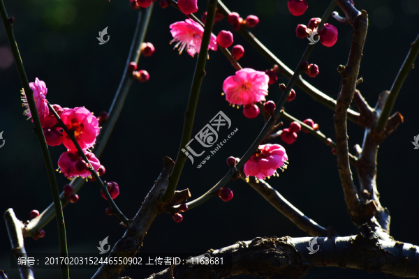 梅花