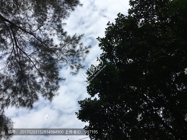 樹天空