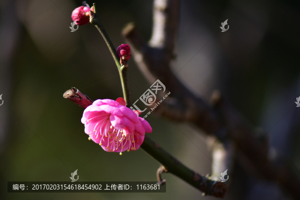 梅花