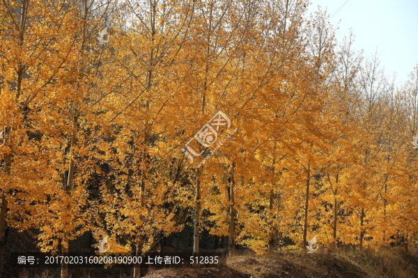 高原秋色