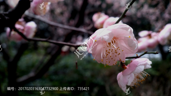 梅花