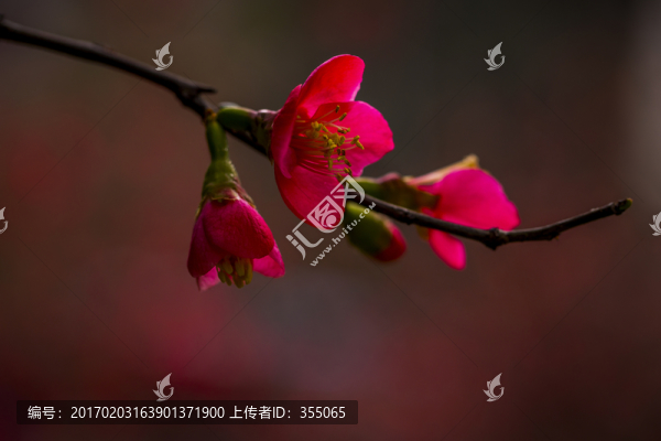 海棠