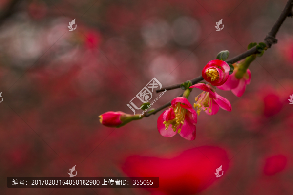海棠