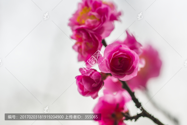 紅梅