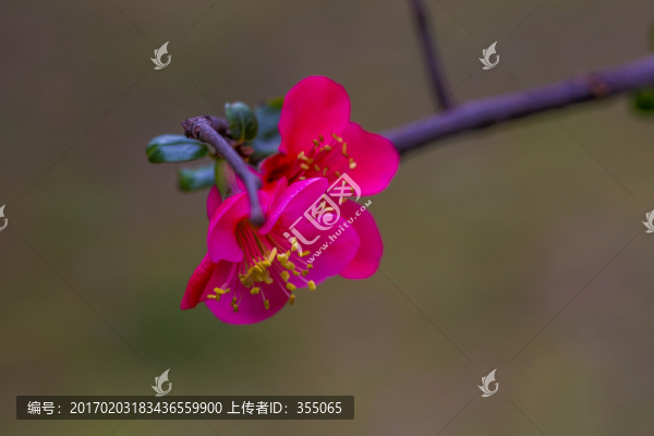海棠