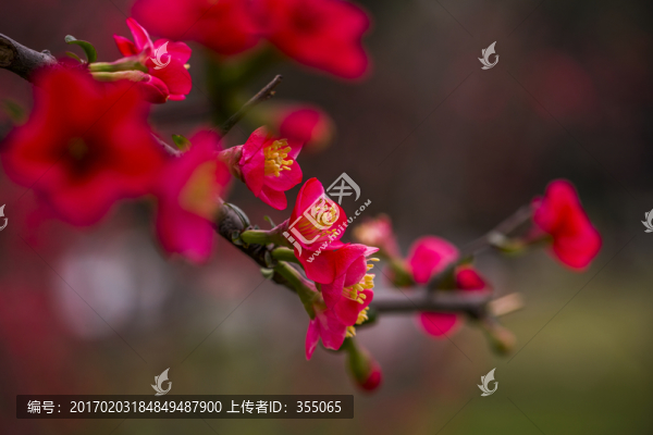 海棠
