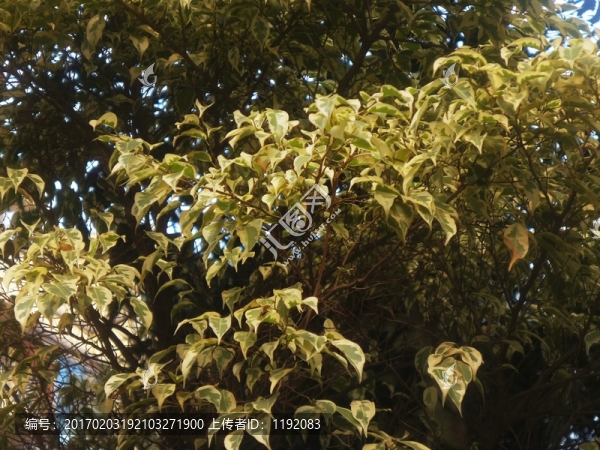 樹(shù)葉