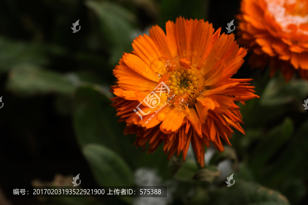 有雪的小花