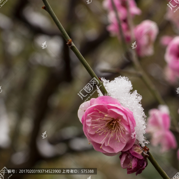 梅花