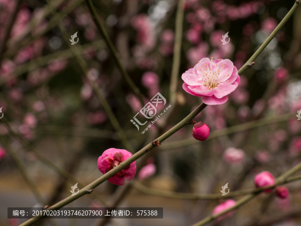 梅花
