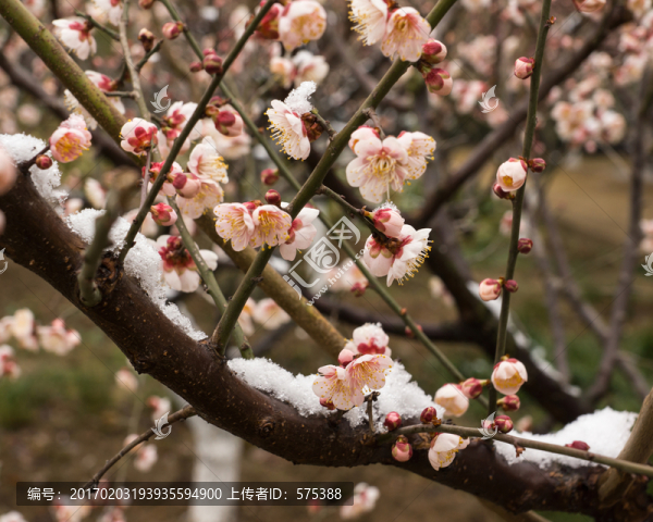梅花