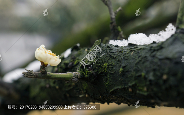 梅花