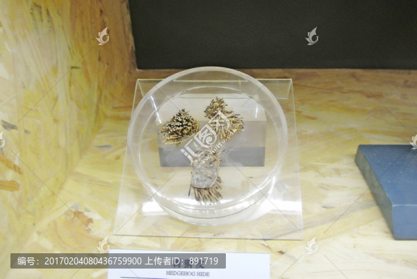 刺猬皮,中醫(yī),中藥材,中草藥