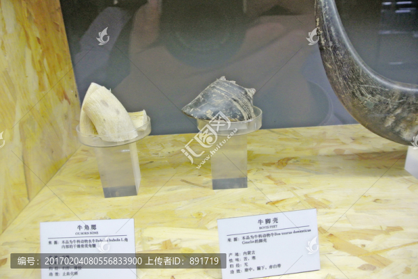 牛腳殼,中醫(yī),中藥材,中草藥
