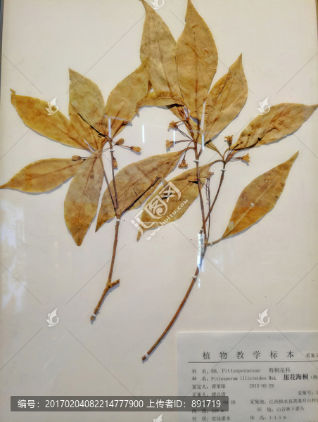 崖花海桐,標(biāo)本,草本裝飾畫(huà)