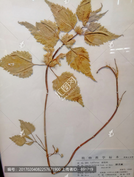 野芝麻,標(biāo)本,草本裝飾畫