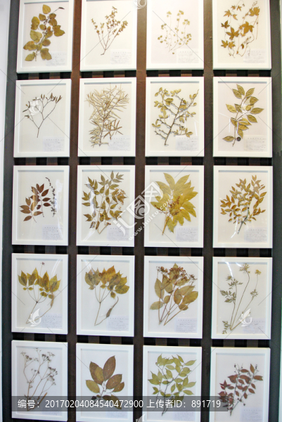 植物標本,中藥材標本,藝術(shù)墻