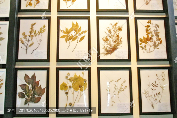 植物標(biāo)本,中藥材標(biāo)本,藝術(shù)墻-匯圖網(wǎng) www.fosd68.com 植物標(biāo)本,中藥材標(biāo)本,藝術(shù)墻
