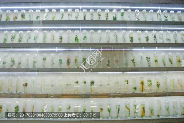 植物標(biāo)本