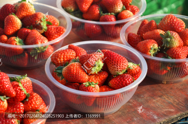 草莓