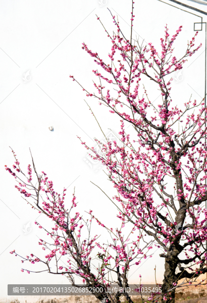 紅梅