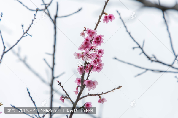 桃花