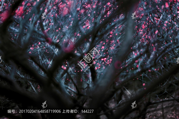 梅園,梅林,枝桿