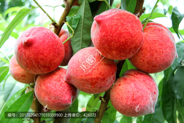 蜜桃,設施早熟水果