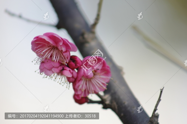 春意盎然