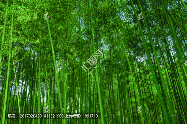 竹林背景,高清竹林