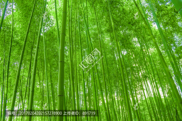 竹子竹林