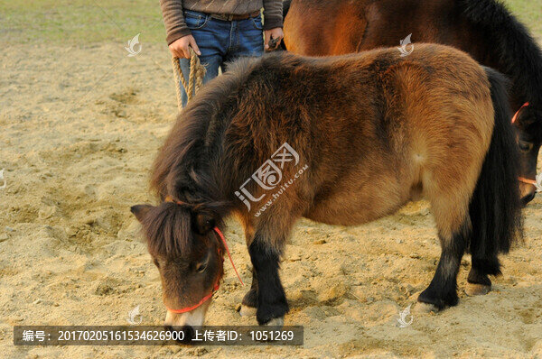 澳洲矮馬