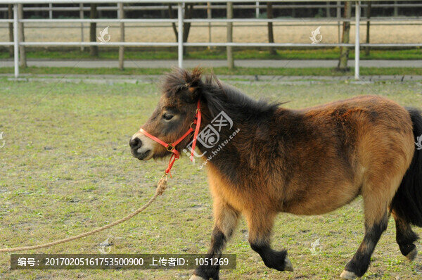 澳洲矮馬