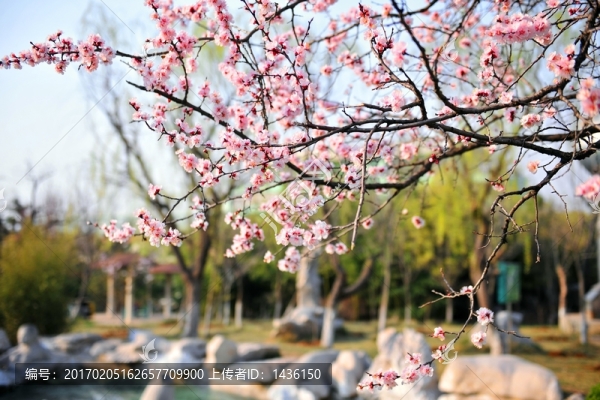 公園風(fēng)景,,園林景觀