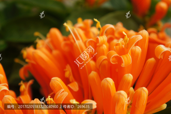 炮仗花